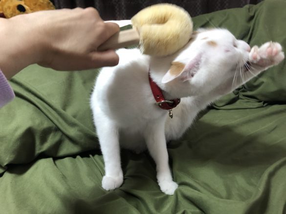 自分の脚をザリザリと舐めています