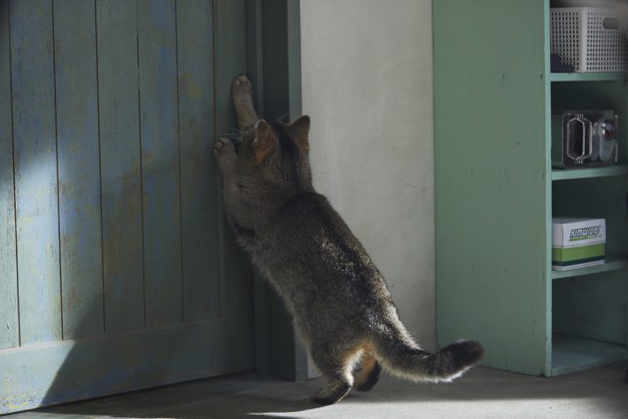 夏への扉場面写真9