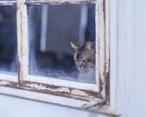 夏への扉場面写真10