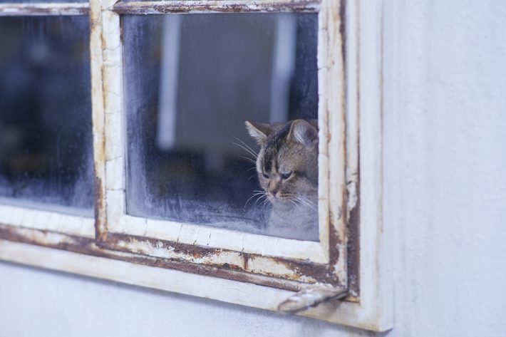 夏への扉場面写真10