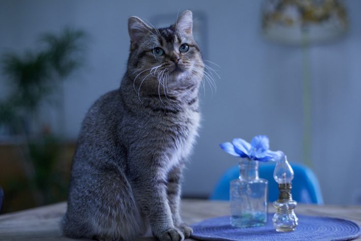 夏への扉場面写真11