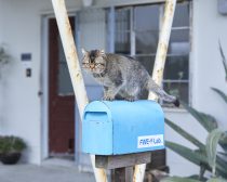 夏への扉場面写真14