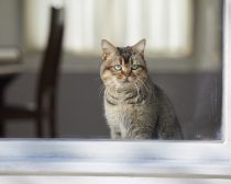 夏への扉場面写真16