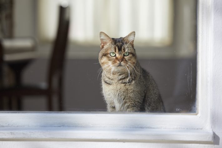 夏への扉場面写真16