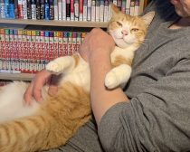 現在のきなこさん