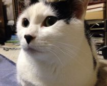 先住猫のあずきさん