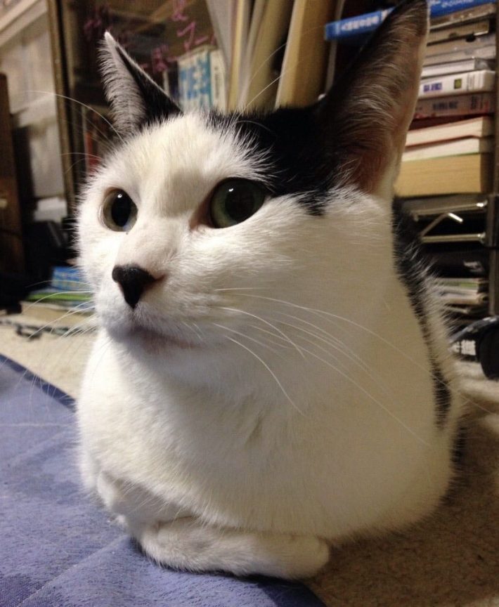 先住猫のあずきさん