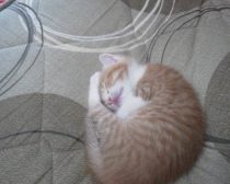 子猫時代のきなこさん