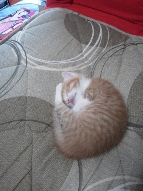 子猫時代のきなこさん