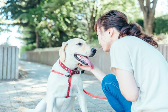 ストア 犬 リード なし 事故