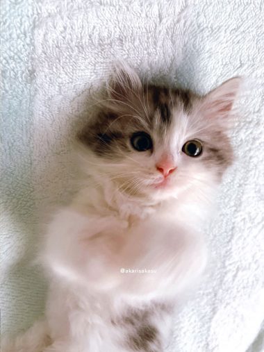 フェリシモ猫部