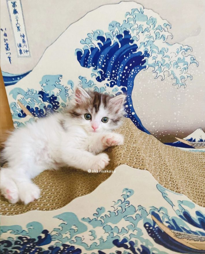 フェリシモ猫部