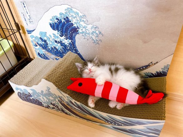 フェリシモ猫部