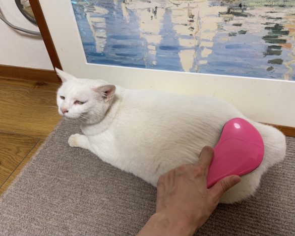 筆者の愛猫・ユキさんもうっとり