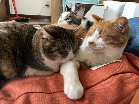 「猫から産まれたかも」とコンドリア水戸さん