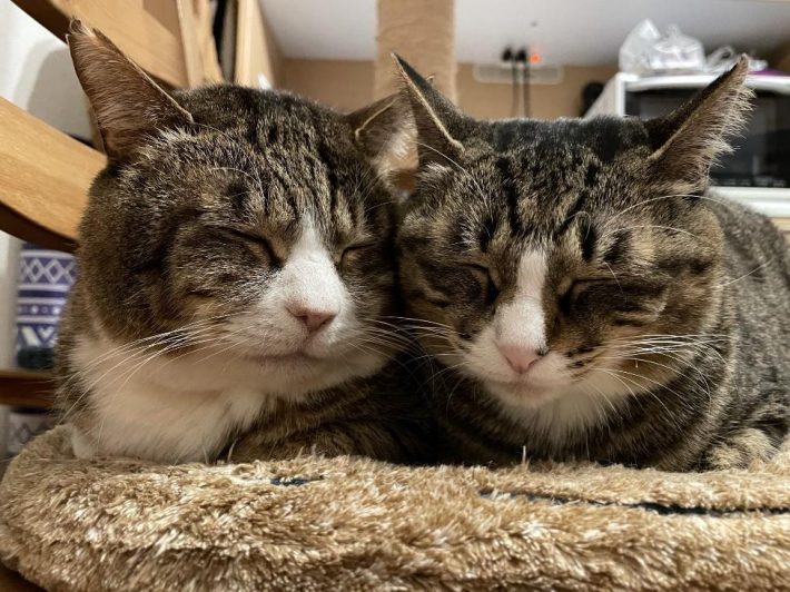 コンドリア水戸さん