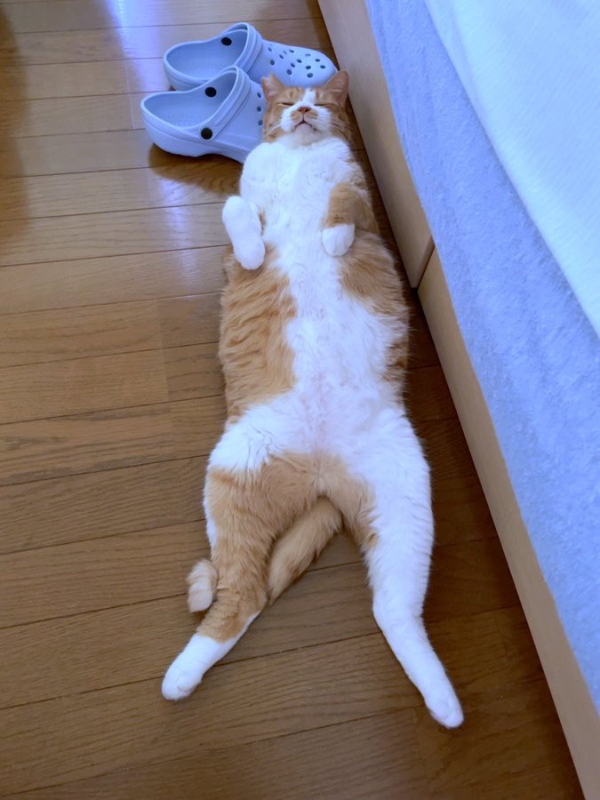 サンダルを枕にして堂々とお昼寝