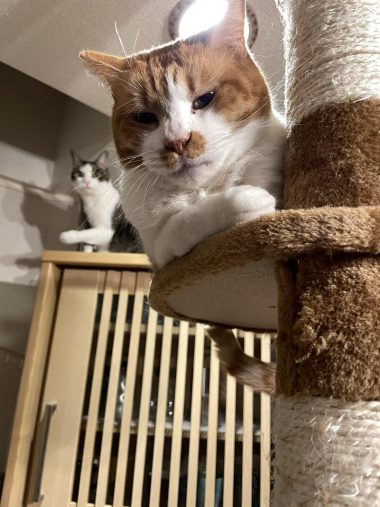 僕を見てアピールにキュン…