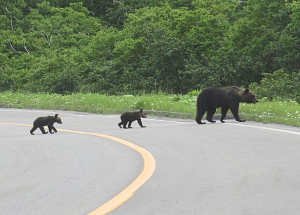 道路を横断するヒグマの親子