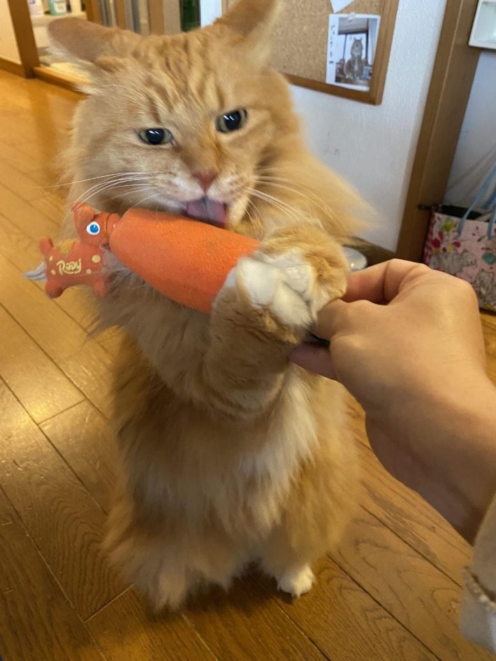 おもちゃで遊ぶピョンタくん