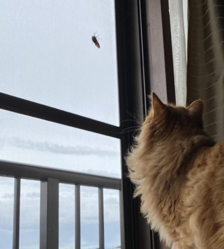 セミを観察するピョンタくん