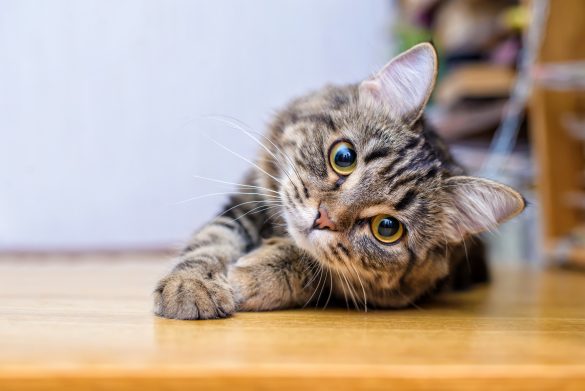 「猫が飼いたい!」衝動の前に