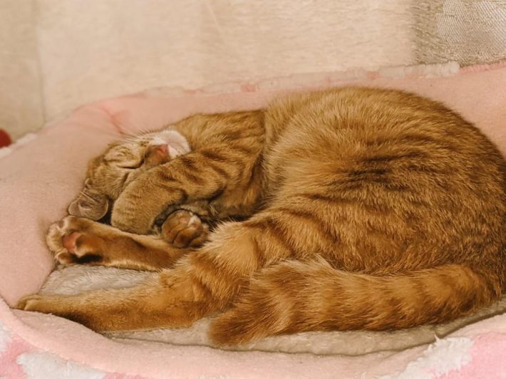 すべての猫が幸せになりますように…