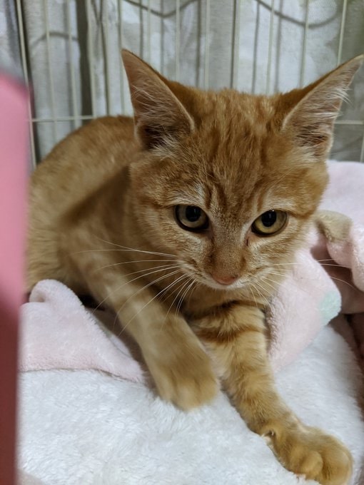 出会ったころのリアンちゃん