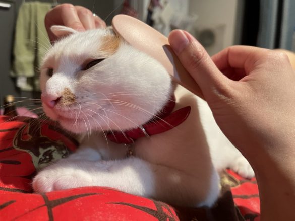 ねこじゃすりでうっとりし始めました