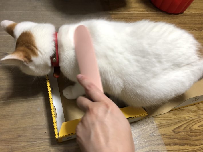 背中のあたりを猫じゃすりでなでてみます