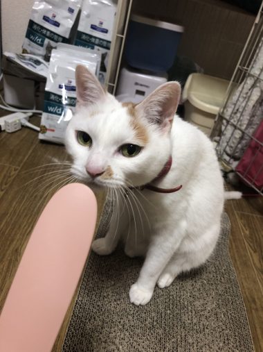 ちょっと飽きてきた小雪ちゃん