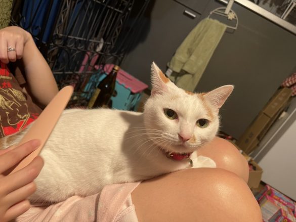 膝の上でリラックスモードに