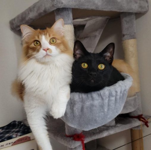 うにくんさくくん