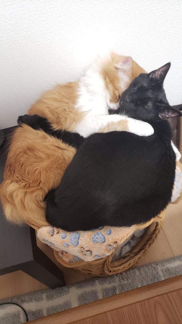 うにくんさくくん