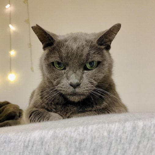 耳のカットはTNR(外で暮らす猫に不妊・去勢手術をしてもとの場所に戻す活動)がされた証