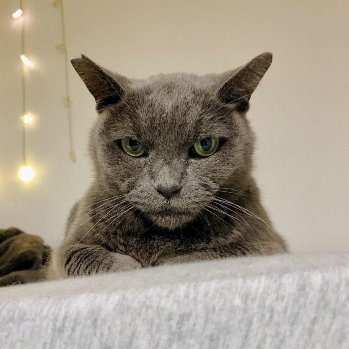 耳のカットはTNR（外で暮らす猫に不妊・去勢手術をしてもとの場所に戻す活動）がされた証