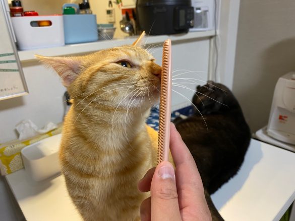 他の猫の反動は？