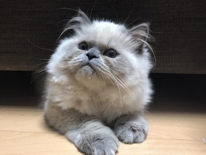 子猫時代のゆめちゃんは今とは違い（？）、猫らしさ満点