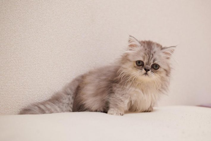 ぽんみちゃんの子猫時代
