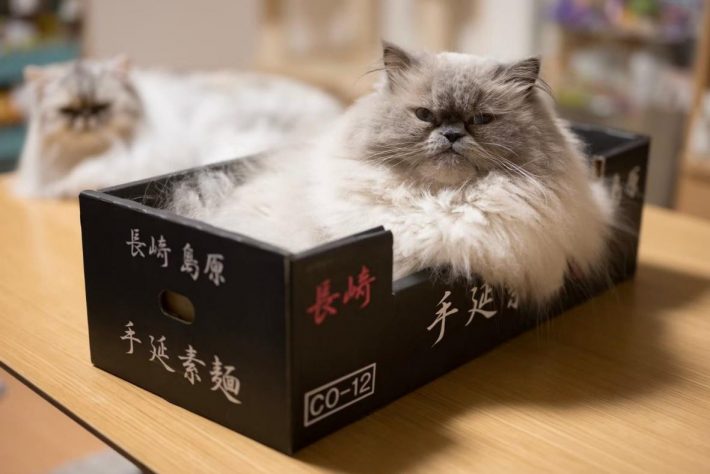 貫禄満載な夏のゆめちゃん