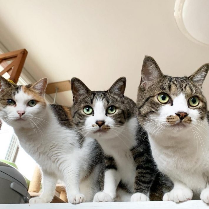 自宅では3匹の愛猫と生活中