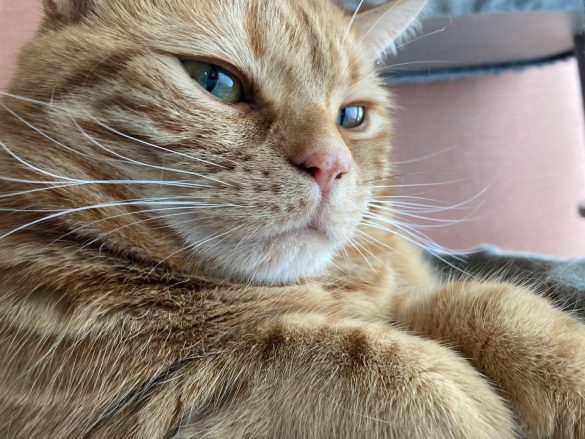 猫が日本を救う