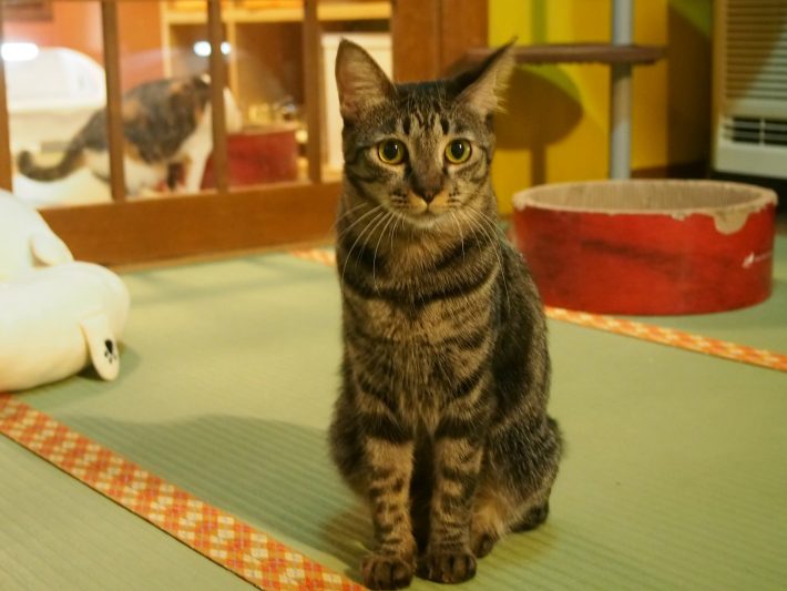 猫が日本を救う