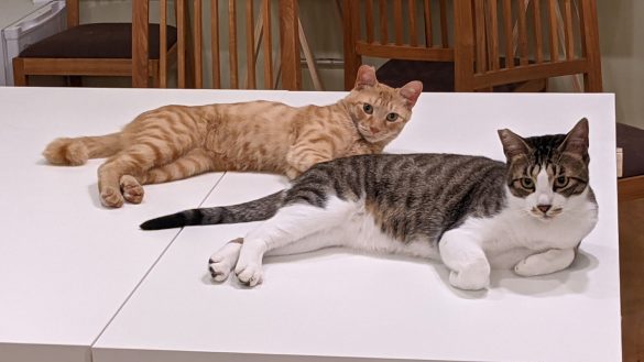 猫が日本を救う