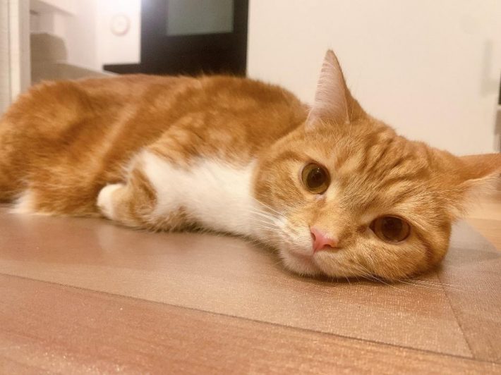 マンチカンのうりくん