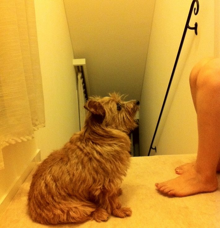 ペットのノーフォークテリア（静佳さん提供）