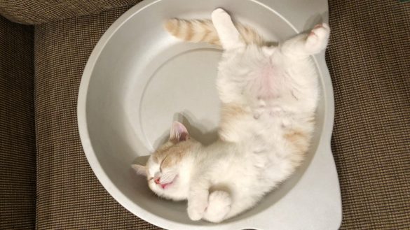 これぞ激キュン！