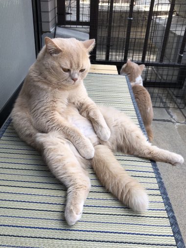 本当に猫なの？