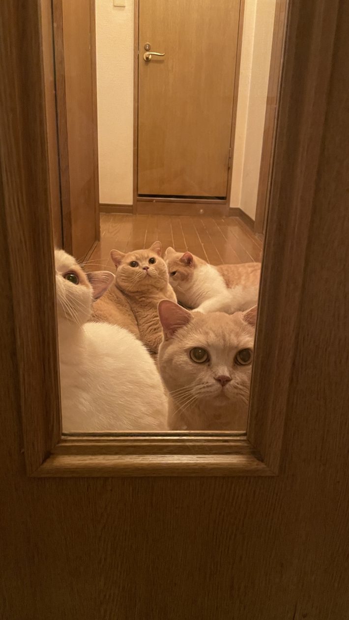 ごめんね…ドアの前で待機するにゃんこたち