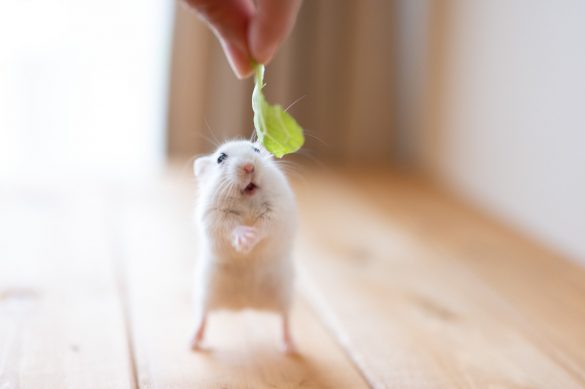 見ているだけで心が落ち着く